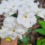 Echites umbellatus Λουλούδι