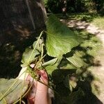 Populus x canadensis 葉