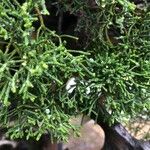 Juniperus chinensis Φύλλο