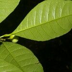 Gymnanthes riparia Hoja