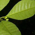 Gymnanthes riparia Leaf