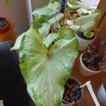 Caladium bicolorЛіст