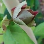 Gmelina philippensis Bloem