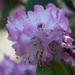 Rhododendron × geraldii Flower