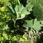 Alchemilla subcrenata Feuille