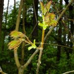 Acer pictum Leaf