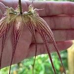 Bulbophyllum longiflorum Flower