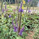 Veronica spicata Flower