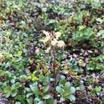 Pedicularis lapponica Cvet