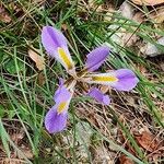 Iris unguicularis Flower