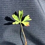 Alchemilla pentaphyllea Blad