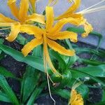 Lycoris aurea Kvet