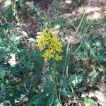 Solidago virgaureaFlor