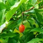 Elaeagnus multiflora Ffrwyth