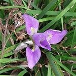 Iris unguicularis 花