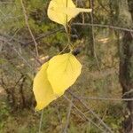 Celtis bungeana Leaf