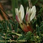 Astragalus greuteri Blüte