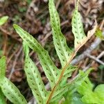 Polypodium vulgare Leaf