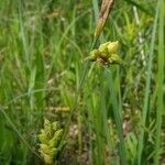 Carex meadii
