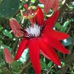 Passiflora miniata Õis