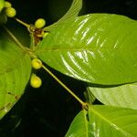 Quiina macrophylla Frunză