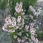 Erica multiflora Flor