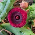 Huernia schneideriana Lorea