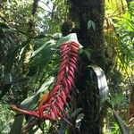 Pitcairnia brittoniana Прочее