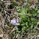 Myosotis asiatica Habitat