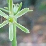 Loncomelos pyrenaicus Květ
