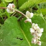 Fallopia convolvulusBlüte