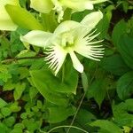 Habenaria arietina