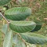 Psidium guineense Hostoa