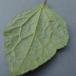 Clematis heracleifolia Leaf