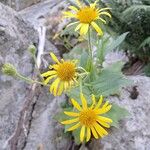 Doronicum corsicum Flor