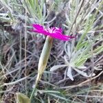 Dianthus sylvestris ᱵᱟᱦᱟ