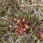 Drosera anglica Folha