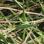 Epilobium palustre Blatt