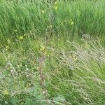 Brassica nigra Floare