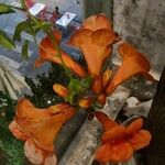 Campsis grandiflora Fiore