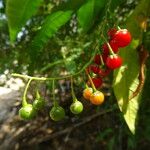 Solanum bahamense Frutto