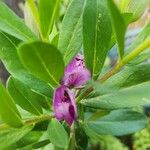 Polygala myrtifolia Flor