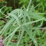 Agastache rupestris Leaf