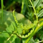 Hippocrepis biflora Fruit