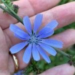 Cichorium intybusBlüte