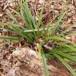 Carex austroalpina Leaf