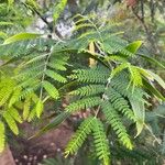 Acacia melanoxylon 葉