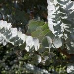 Eucalyptus pulverulenta Blad