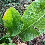 Armoracia rusticana Leaf