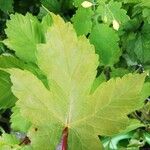 Acer glabrum Leaf